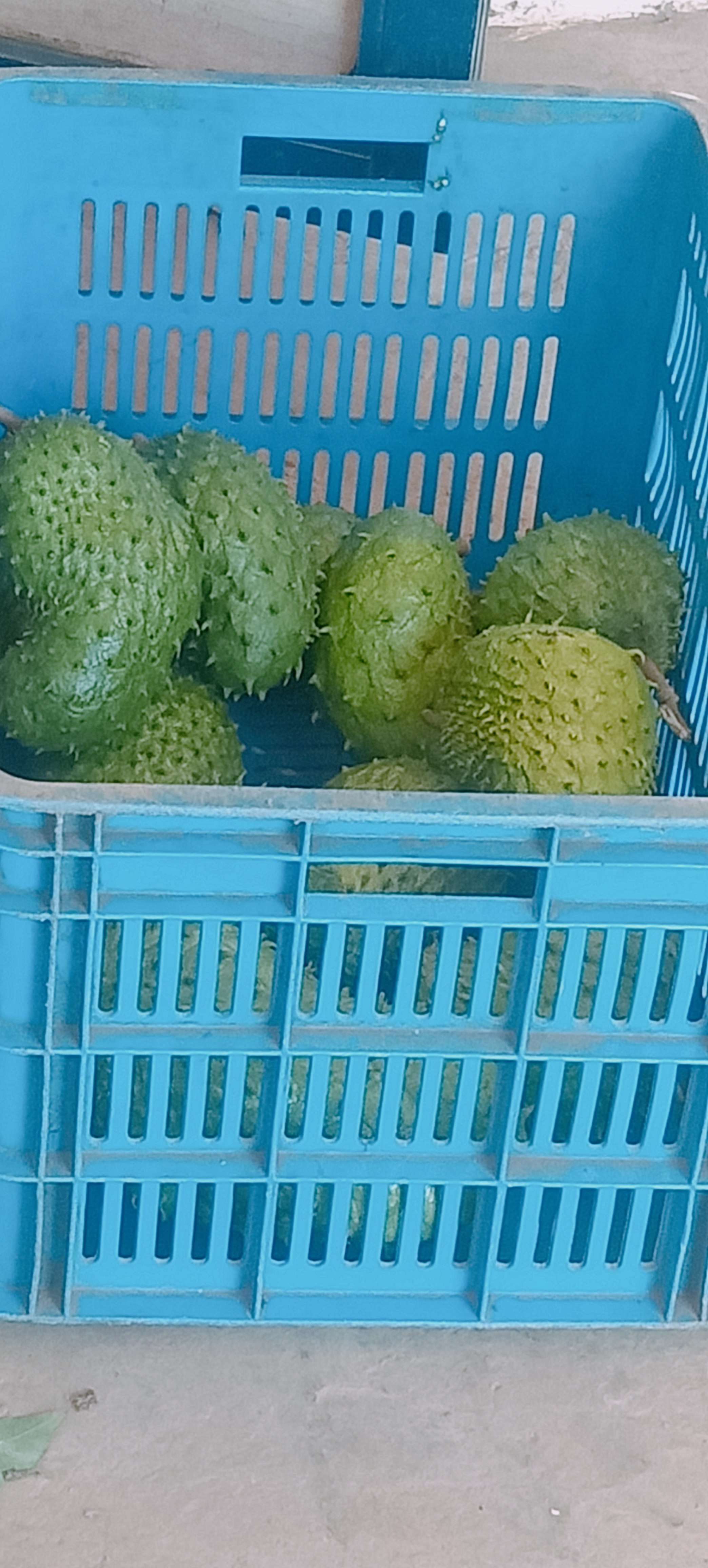 Fresh soursop fruit collected in blue produce crates