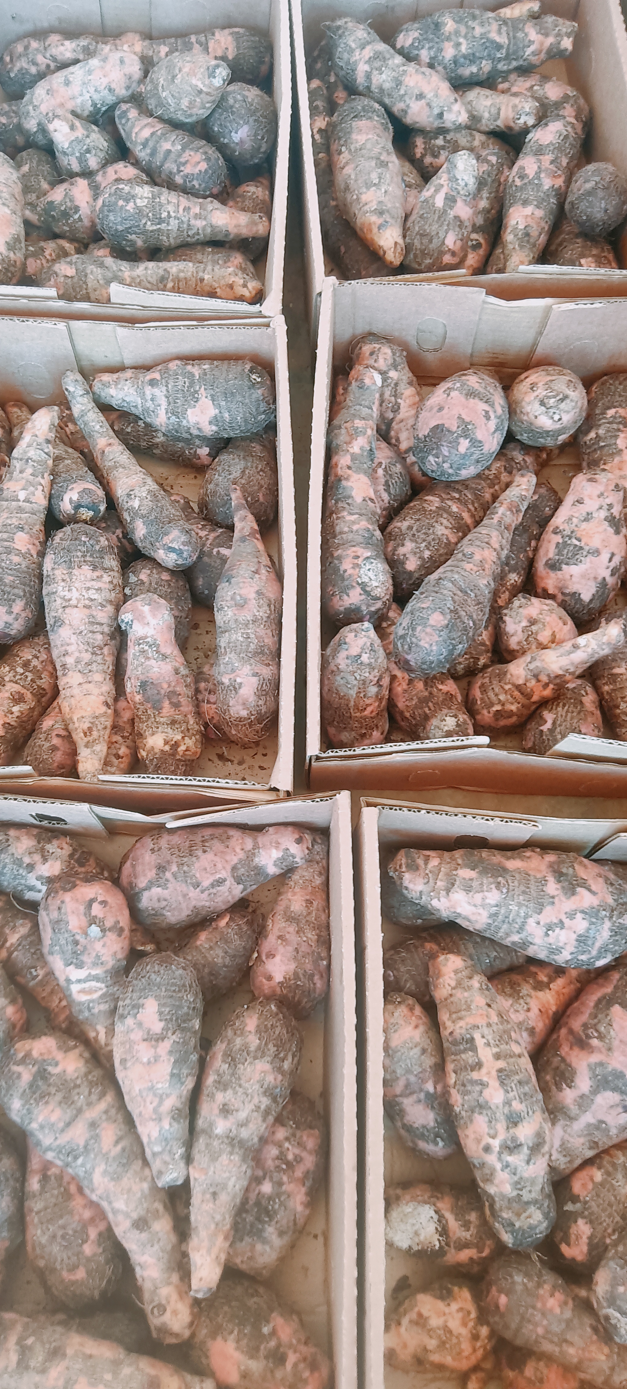 Fresh sweet potatoes arranged in export boxes
