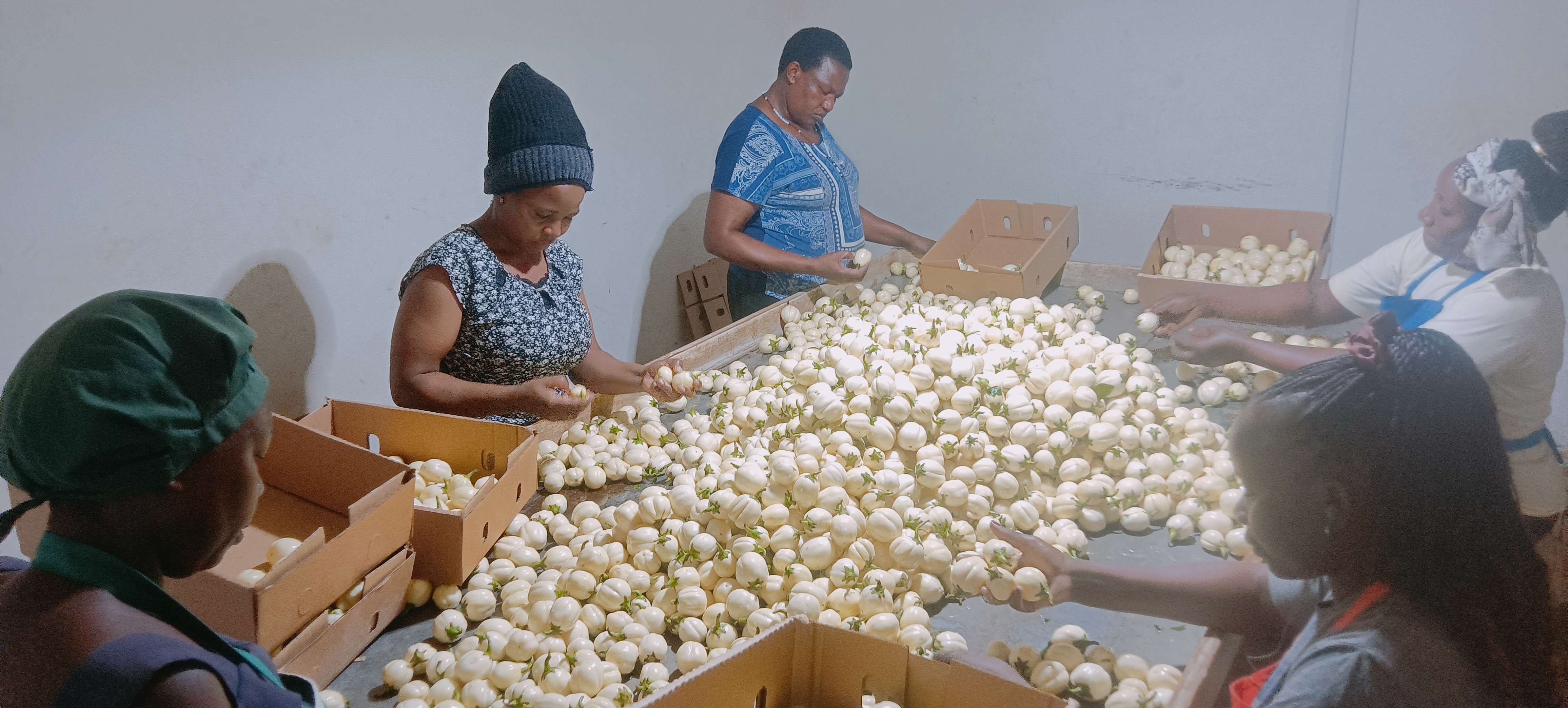 Team sorting fresh garlic for packing