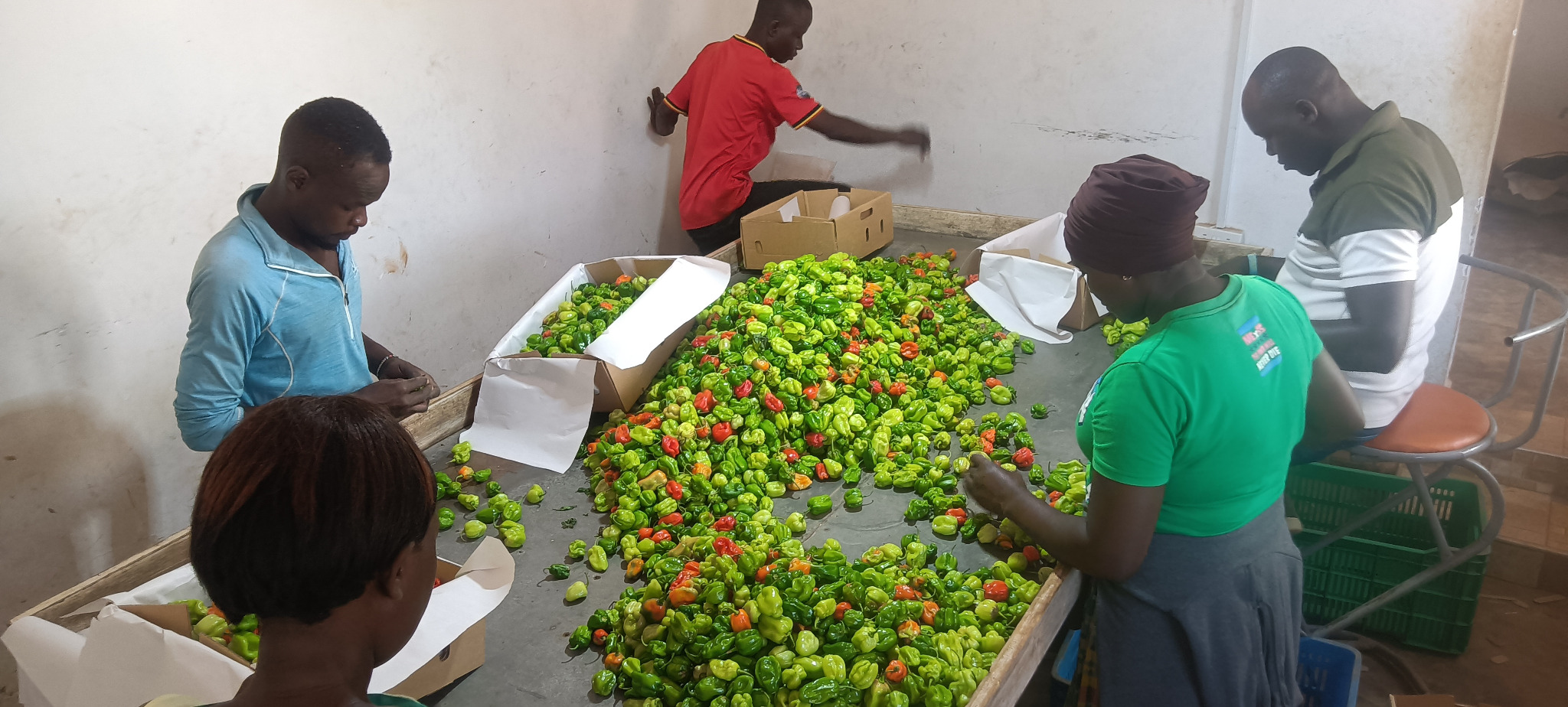 Fresh green and red peppers ready for sorting