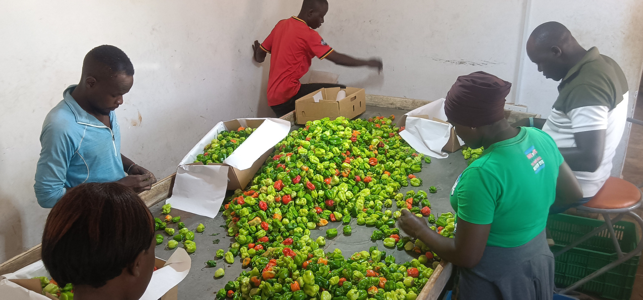Fresh peppers arranged for packing