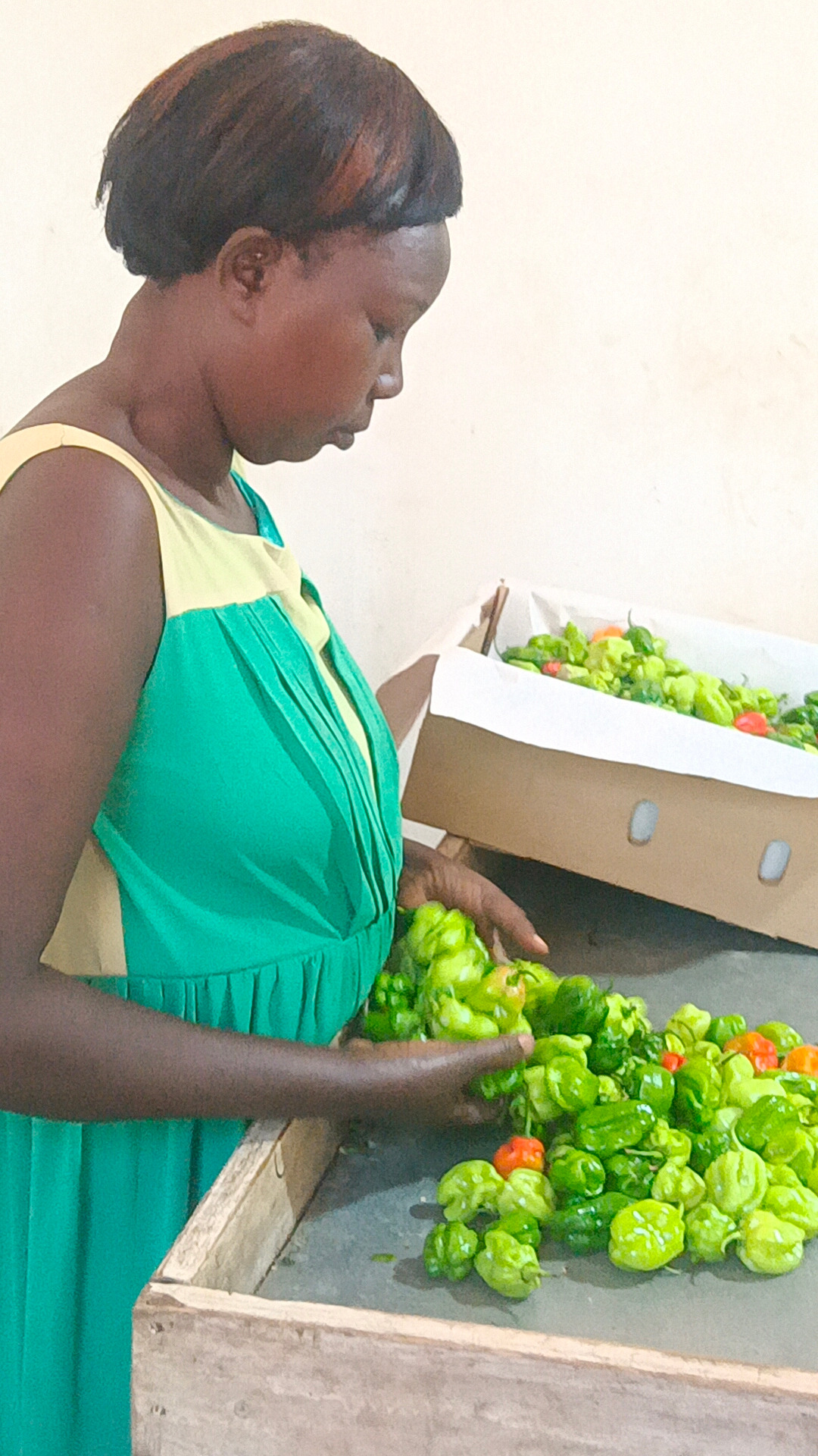 Worker carefully handling fresh peppers during produce preparation