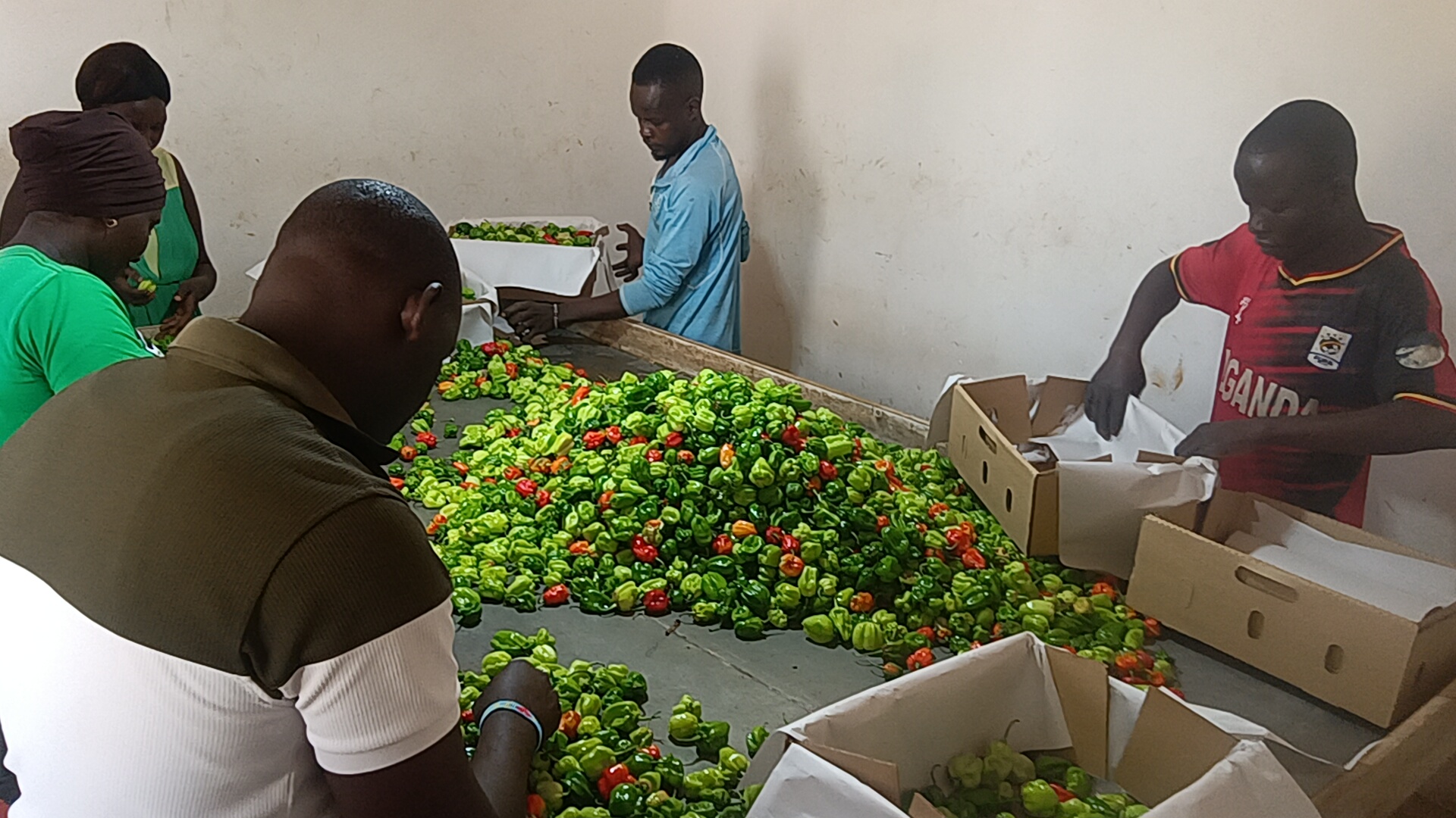 Team preparing a large quantity of fresh peppers